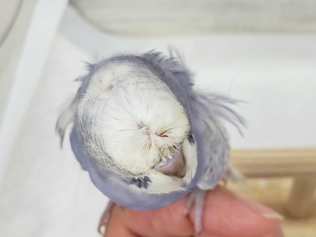 羽衣セキセイインコ