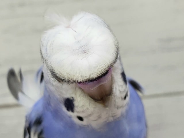 最新画像更新です。ベタなれ羽衣セキセイインコオパーリンその2 羽衣セキセイインコ