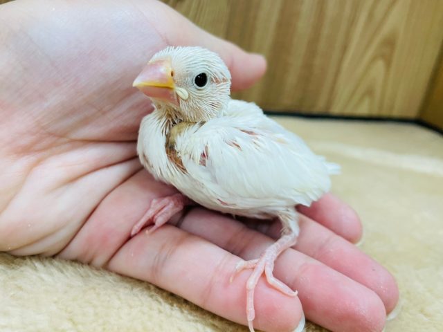 白文鳥