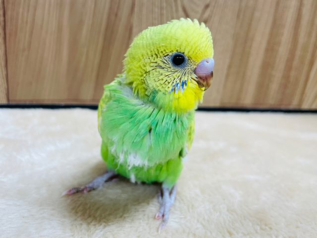 セキセイインコ