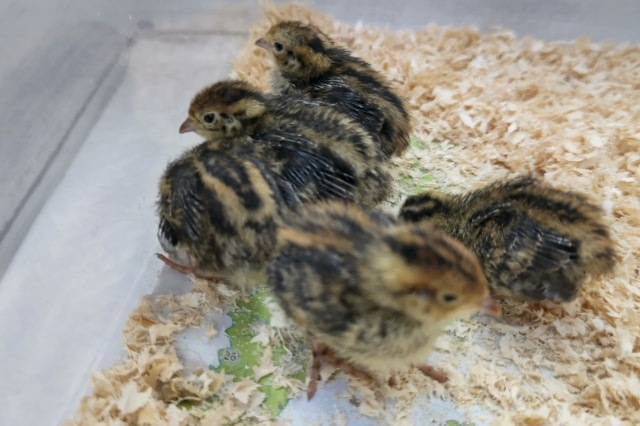 かわいいピヨピヨ~🐣 並ウズラ 並ウズラ