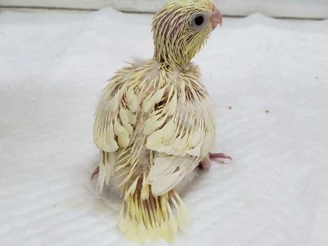 サザナミインコ