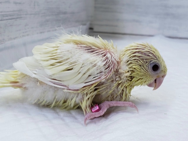 サザナミインコ