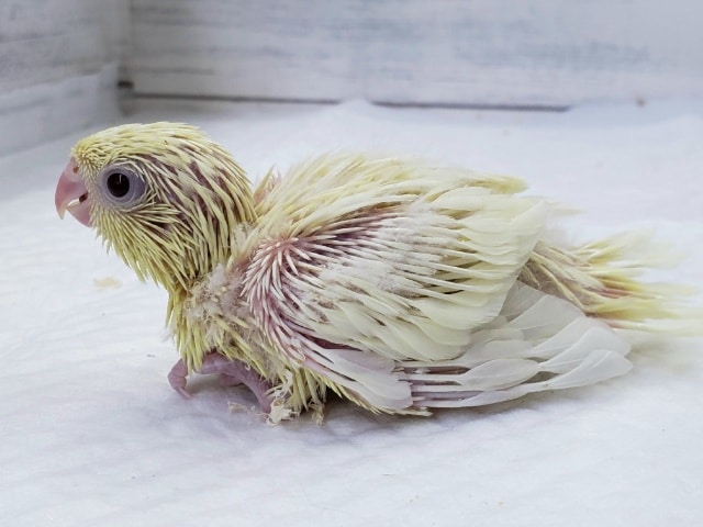 サザナミインコ