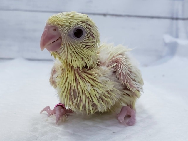 サザナミインコ