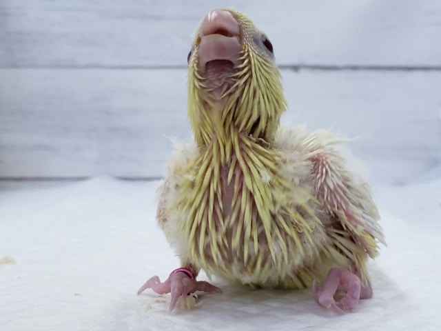 サザナミインコ