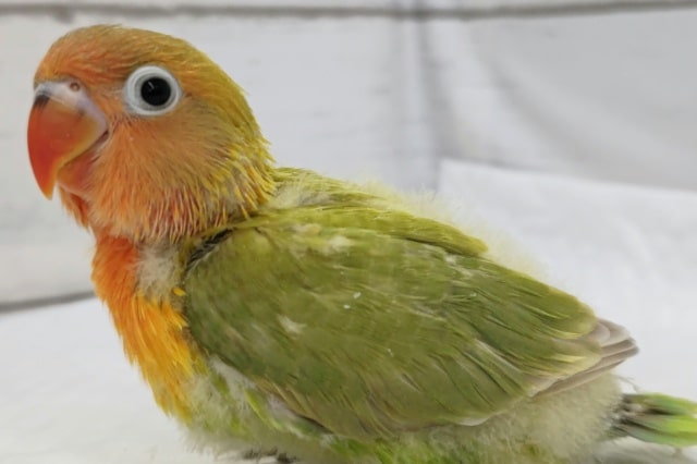 ヤマブキボタンインコ