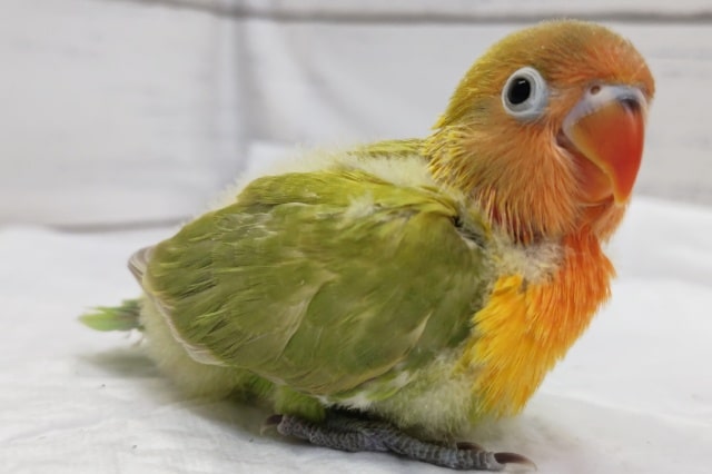 ヤマブキボタンインコ