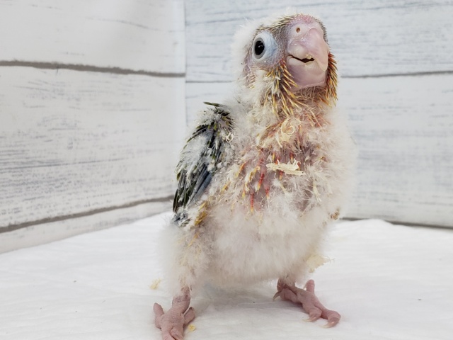 ホオミドリウロコインコ