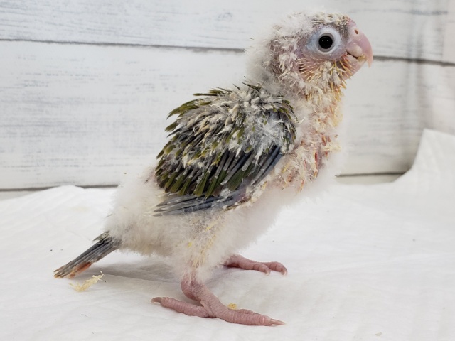 ホオミドリウロコインコ