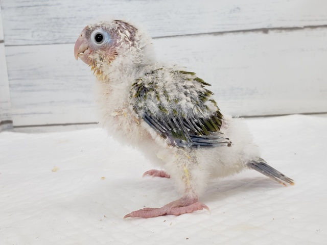 ホオミドリウロコインコ