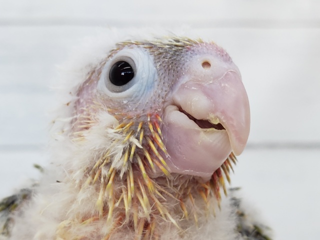最新画像あり! ウロコインコ(パイナップル)入荷です。 ホオミドリウロコインコ