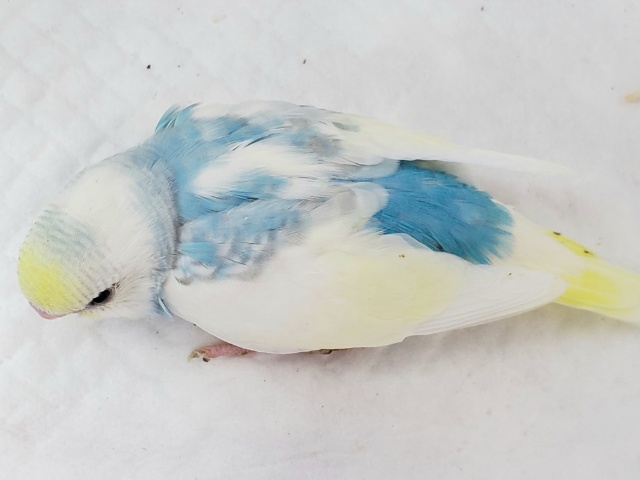 セキセイインコ