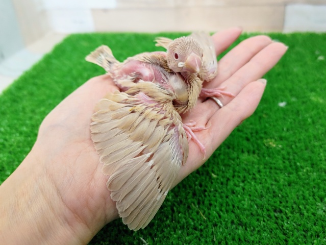 シナモン文鳥