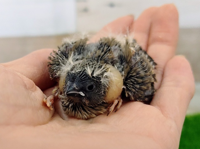 錦花鳥（キンカチョウ）