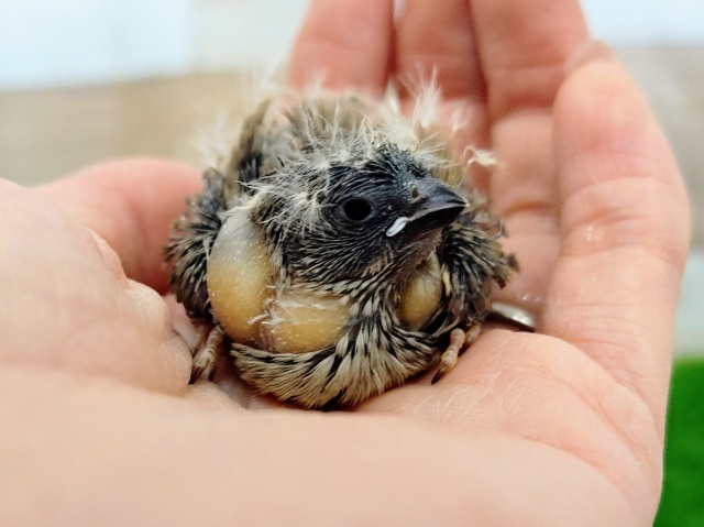 錦花鳥（キンカチョウ）