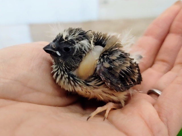 錦花鳥（キンカチョウ）