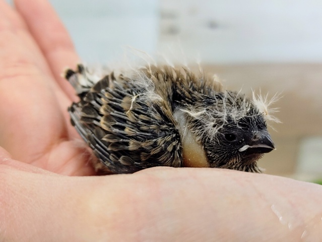 錦花鳥（キンカチョウ）