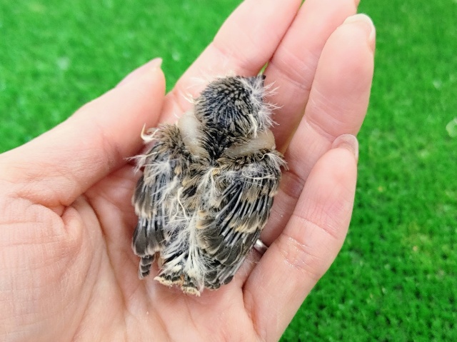 錦花鳥（キンカチョウ）