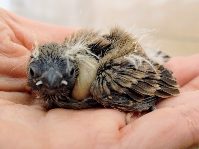 錦花鳥（キンカチョウ）