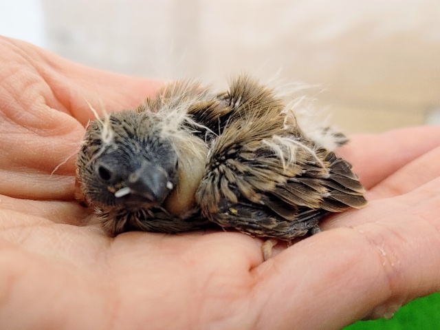 錦花鳥（キンカチョウ）