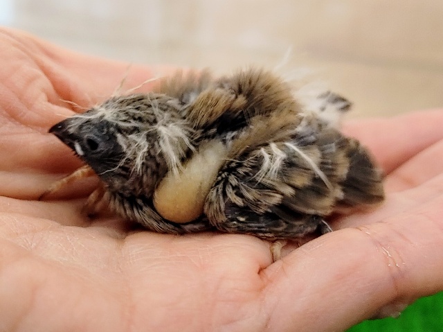 錦花鳥（キンカチョウ）