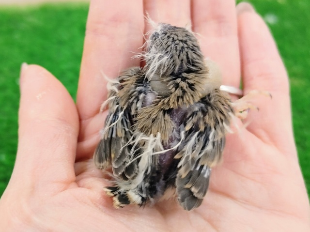 錦花鳥（キンカチョウ）