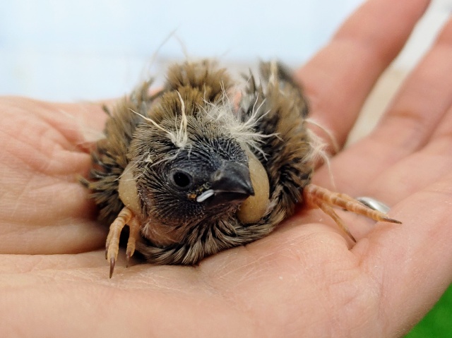 錦花鳥（キンカチョウ）