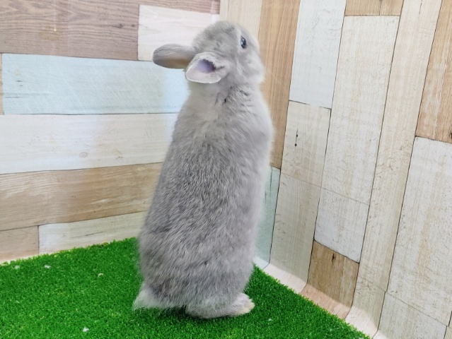 ネザーランドドワーフ