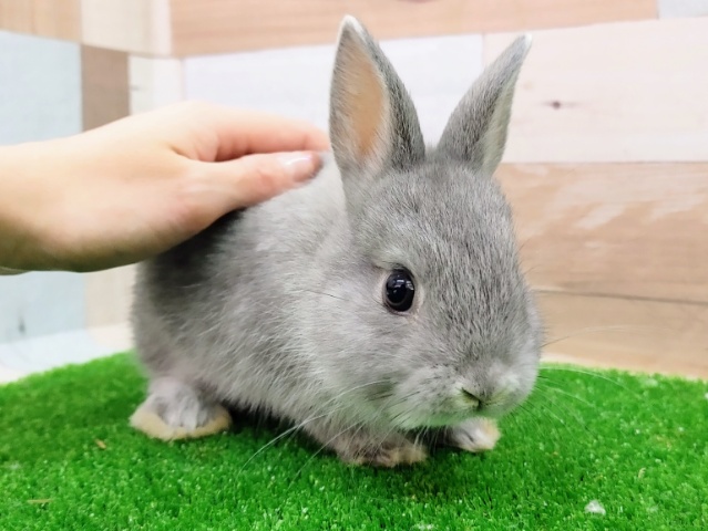 ネザーランドドワーフ