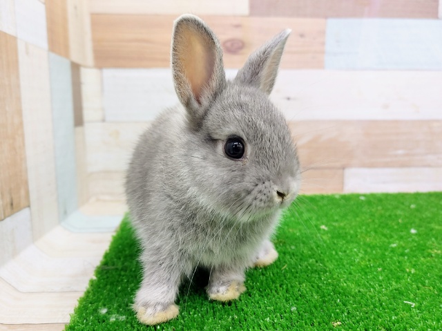 ネザーランドドワーフ