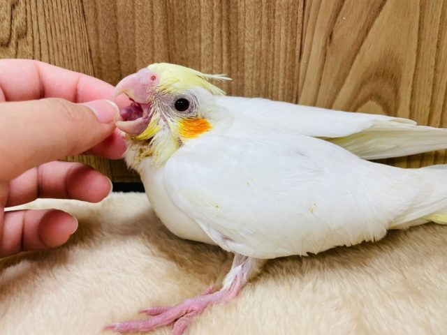 オカメインコ