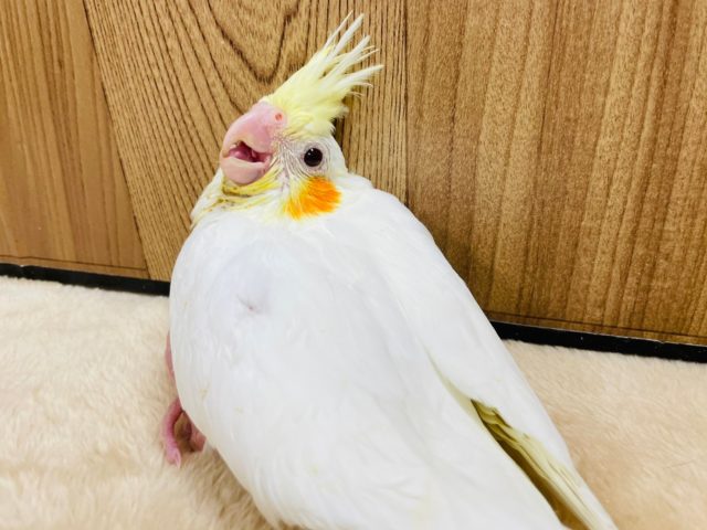 オカメインコ