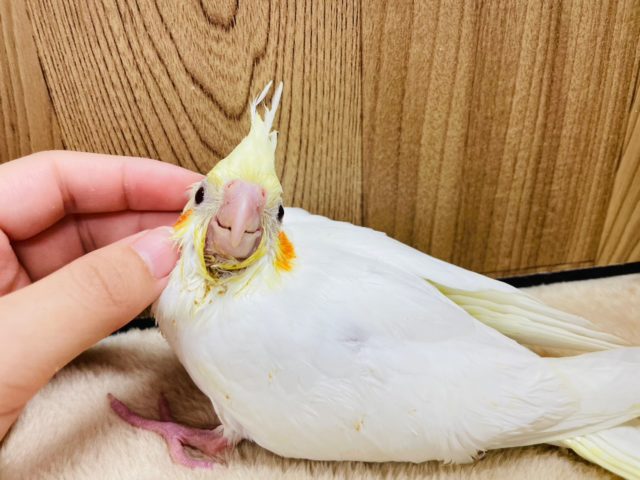 オカメインコ