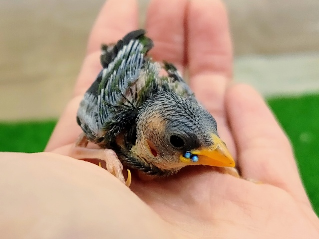 チモールセイコウチョウ