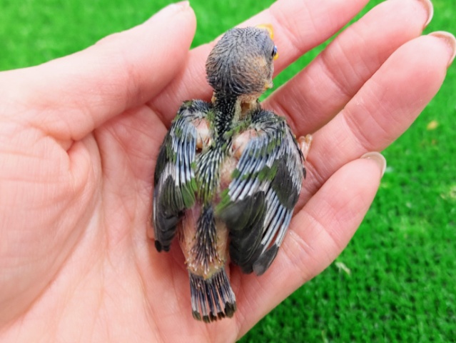 チモールセイコウチョウ