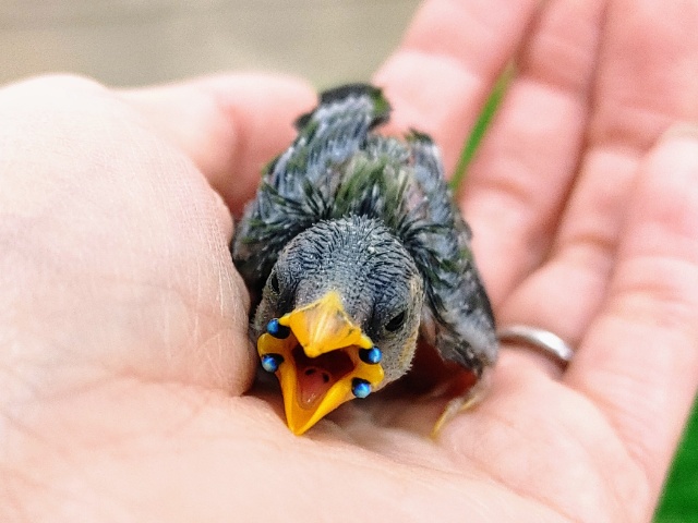 チモールセイコウチョウ