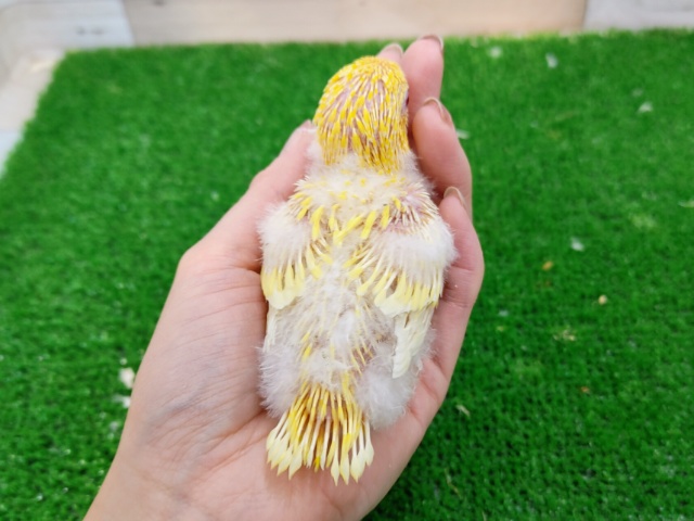 サザナミインコ