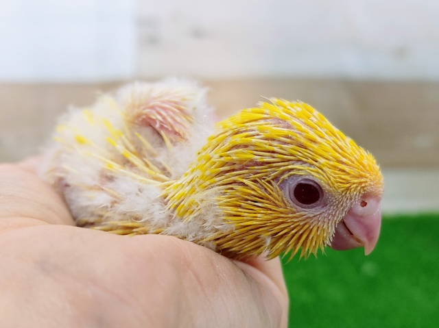サザナミインコ