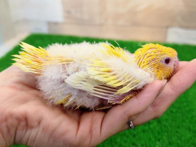 サザナミインコ