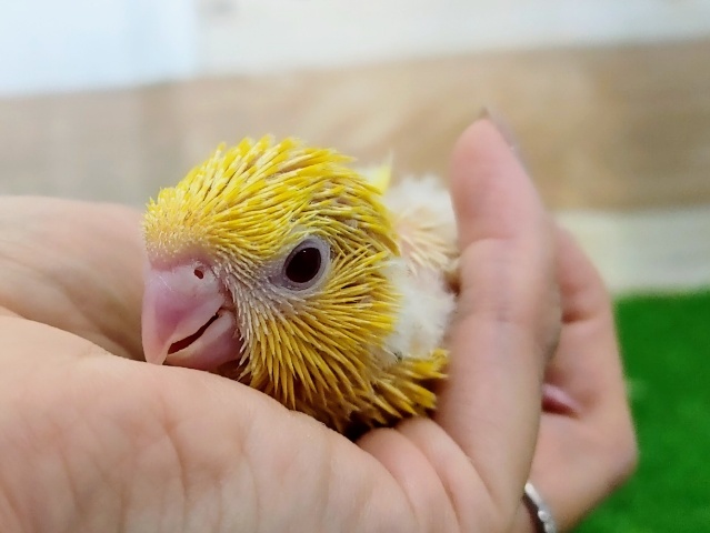 サザナミインコ