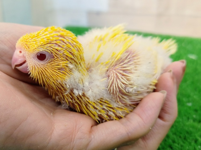 サザナミインコ