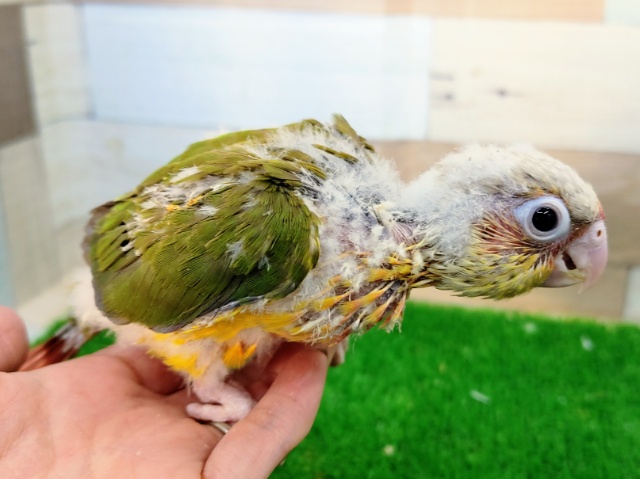 ホオミドリウロコインコ