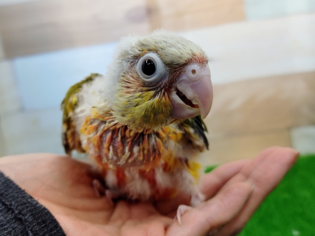 ホオミドリウロコインコ