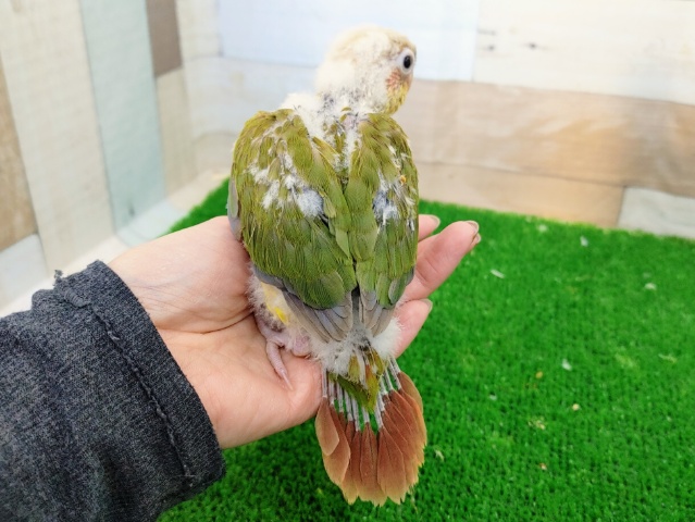 ホオミドリウロコインコ