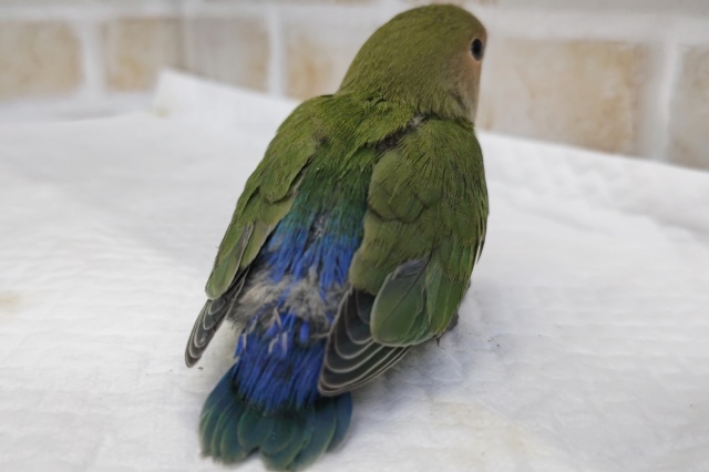 コザクラインコ（小桜インコ）