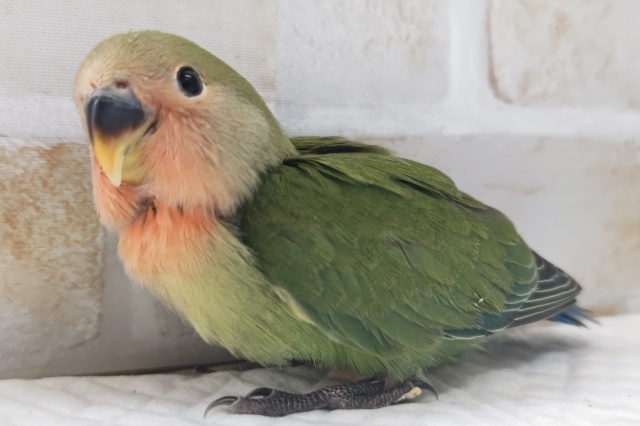 コザクラインコ（小桜インコ）