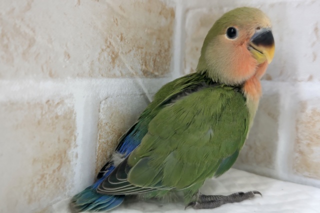 コザクラインコ（小桜インコ）