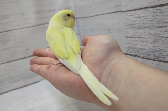 セキセイインコ