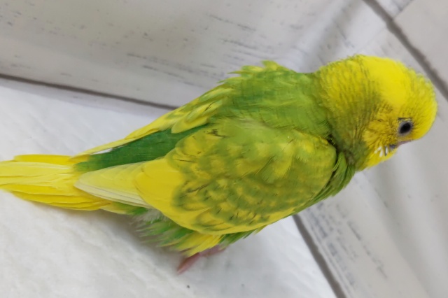 セキセイインコ